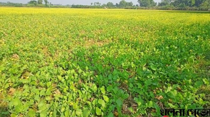 নিউজ খুলনা
